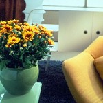 Chrysanthemums bring laughter and happiness to your home.