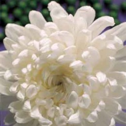 Chrysanthemum Bloom