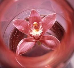 Cymbidium Orchid