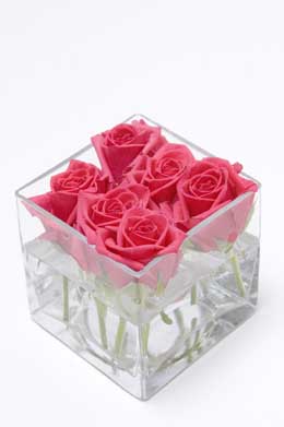 Cerise roses in glass cube