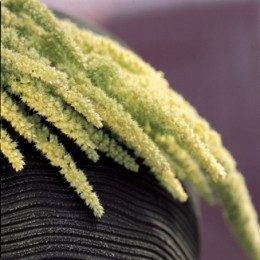 Green Amaranthus