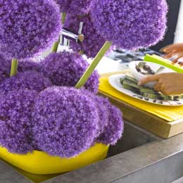 Purple Pom Poms