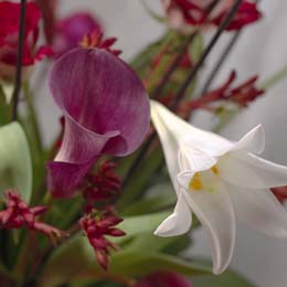 Arum lily, longiflorum and kangaroo paw