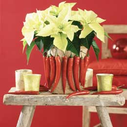 White poinsettias with chillies