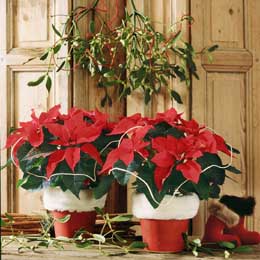 Poinsettias and mistletoe