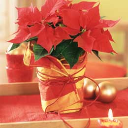 Red poinsettia wrapped in fabric