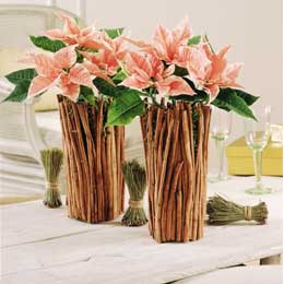 Salmon pink poinsettias in tall pots