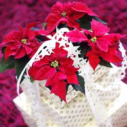 Poinsettias decorate a parcel