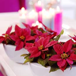 Mini poinsettias as a table decoration