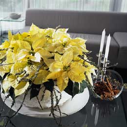 White poinsettias on a coffee table