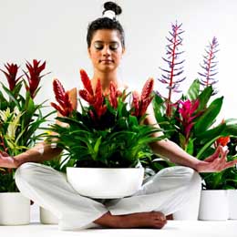 Relax with an easycare bromeliad or two