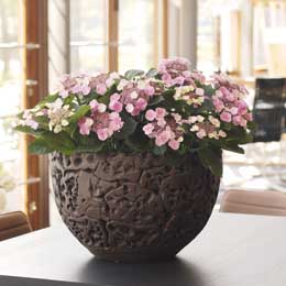 Pink lacecap hydrangea in an eastern style pot