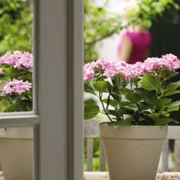 Delicate pink hydrangeas outside and inside