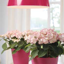 Bicolour pink and white hydrangeas in pink pots
