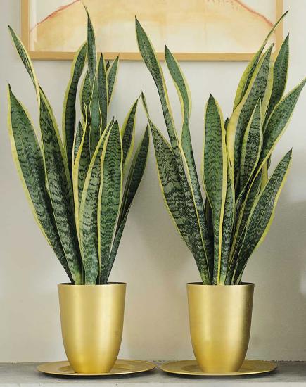 but Sansevieria was voted the best for offices