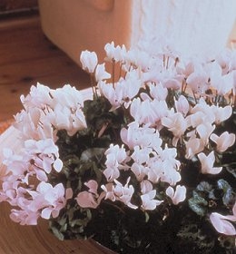 Cyclamen